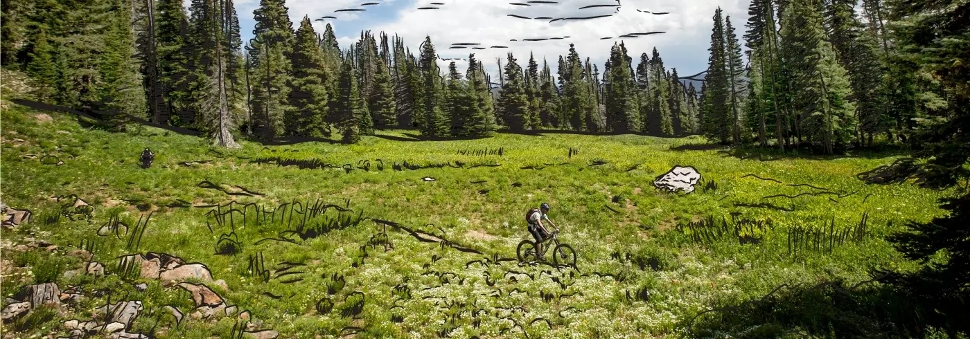 mountain biker riding through a grassy area, with evergreen trees in the background; photo with illustrated elements