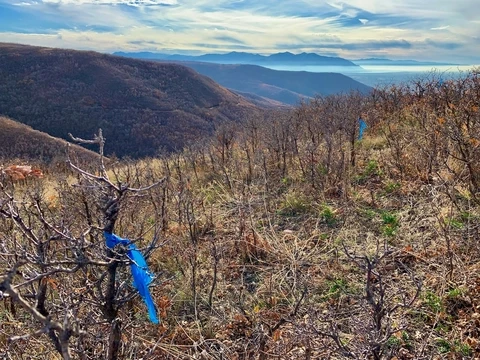 Trail flagging on the BST 